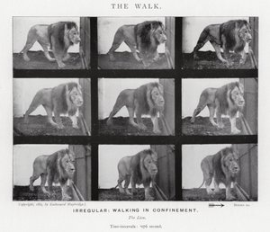 Eadweard Muybridge: The Walk (černobílá fotografie) od Eadweard Muybridge