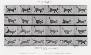 Eadweard Muybridge: The Walk od Eadweard Muybridge