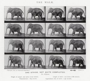 Eadweard Muybridge: The Walk od Eadweard Muybridge