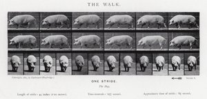 Eadweard Muybridge: The Walk od Eadweard Muybridge