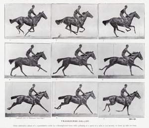 Eadweard Muybridge: Příčný cval od Eadweard Muybridge