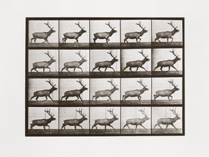 Elk, deska 692 od Animal Locomotion, 1887 od Eadweard Muybridge