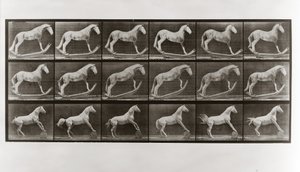 Kůň na houpačkách a kůň valící sud, deska 649 od Animal Locomotion, 1887 od Eadweard Muybridge