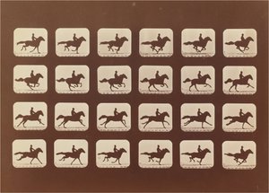 Koně. Běh. Phyrne L. č. 40 od Eadweard Muybridge