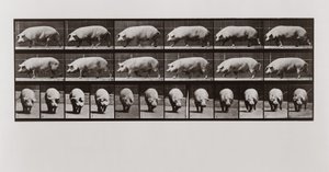 Chůze prasat, deska 673 od Animal Locomotion, 1887 od Eadweard Muybridge