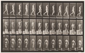 Deska 114. Sestupný sklon, úhel 1:4, 1872-1885 od Eadweard Muybridge