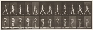 Talíř 2. Chůze, 1872-1885 od Eadweard Muybridge