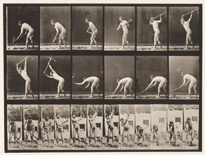 Talíř 385. Sedlák, trsátkem, 1872-1885 od Eadweard Muybridge