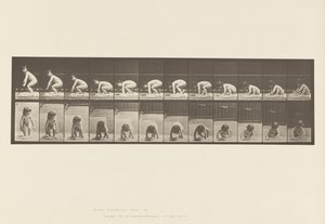 Talíř 479. Dítě, vstávání ze země od Eadweard Muybridge