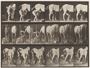 Talíř 509. Podkování koně od Eadweard Muybridge