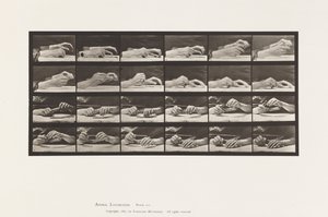 Talíř 536. Pohyb ruky; Ruce měnící tužka od Eadweard Muybridge