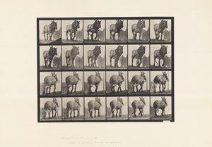 Talíř 564.Vytahování; Zlomený řetízek, tmavě šedý belgický kůň Dusel od Eadweard Muybridge