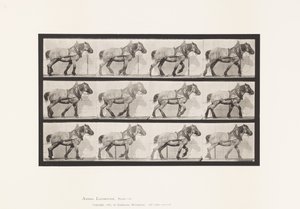 Talíř 565.Vytahování;Dark-Gray Belgian Horse Dusel od Eadweard Muybridge
