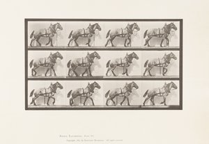 Talíř 567. Tažení; Tmavě šedý belgický kůň Billy, 1885 od Eadweard Muybridge