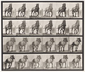 Talíř 568. Tažení; Tmavě šedý belgický kůň Billy od Eadweard Muybridge