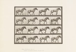 Talíř 569. Tažení; Tmavě šedý belgický kůň Jeníček, 1885 od Eadweard Muybridge