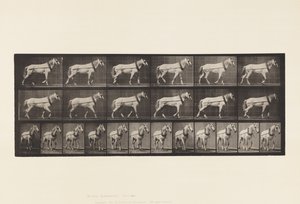 Talíř 571.Hauling;Světle šedá Mare Johnson, 1885 od Eadweard Muybridge
