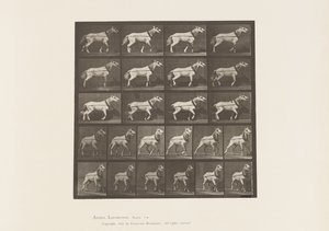 Talíř 572.Vytahování; Tahání hlavy; Světle šedá klisna, 1885 od Eadweard Muybridge