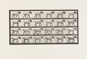 Talíř 574.Chůze; Volný, uvolnit; Tmavě šedý belgický kůň Jeníček, 1885 od Eadweard Muybridge