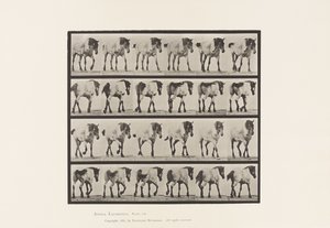 Talíř 575.Chůze; Volný, uvolnit; Tmavě šedý belgický kůň Jeníček, 1885 od Eadweard Muybridge