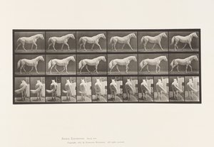Talíř 576. Chůze; Volný, uvolnit; Světle šedý kůň orel od Eadweard Muybridge