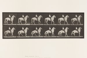 Talíř 577.Chůze; Sedlo; Nepravidelný; Bílý kůň Clinton, 1885 od Eadweard Muybridge