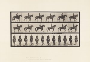 Talíř 584.Chůze; Sedlo; Nepravidelný; Krása hnědé klisny, 1885 od Eadweard Muybridge