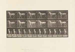 Talíř 586.Chůze; Sulky; Světle šedá Mare, Katydid, 1885 od Eadweard Muybridge