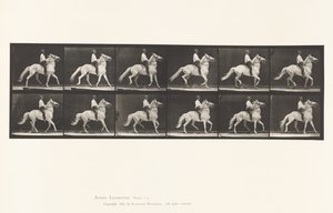 Talíř 589.Ambling od Eadweard Muybridge