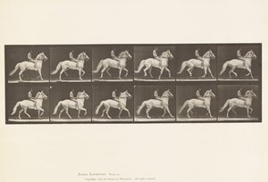 Talíř 590.Ambling od Eadweard Muybridge