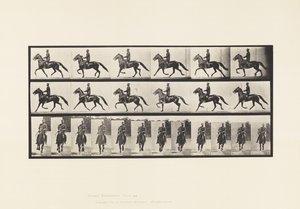 Talíř 593. Kolébání (chodení): Sedlo; Hnědý kůň Pronto od Eadweard Muybridge