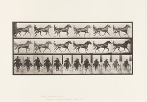 Talíř 594. Kolébání (chodení): Sulky; Hnědý kůň Pronto od Eadweard Muybridge