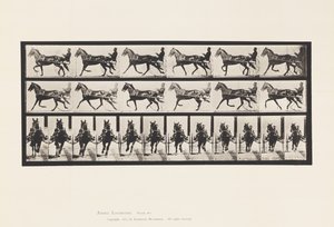 Talíř 595. Kolébání (Chození): Sulky; Hnědý kůň Pronto od Eadweard Muybridge