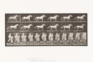 Talíř 596. Klusání; Volný, uvolnit; Světle šedý kůň orel od Eadweard Muybridge