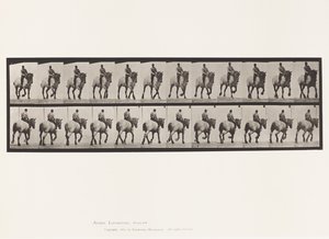 Talíř 599. Klusání; Bez sedla; Tmavošedý Dusel od Eadweard Muybridge