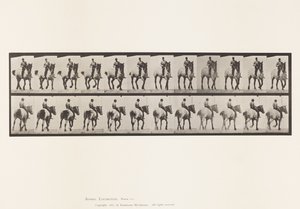 Talíř 600. Klusání; Bez sedla; Tmavošedý Dusel od Eadweard Muybridge