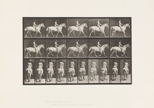 Talíř 603. Klusání; Sedlo; Ride, 43, široký, světle šedý kůň Smith od Eadweard Muybridge