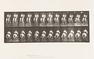 Talíř 604. Klusání; Sedlo; Bílý kůň, Elberon od Eadweard Muybridge