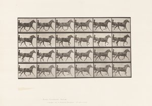 Talíř 607. Klusání; Sulky; Bay Mare, Lizzie M. od Eadweard Muybridge