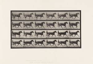 Talíř 608. Klusání; Sulky; Sorrel Mare, Flode Holden od Eadweard Muybridge