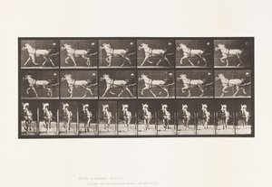 Talíř 610. Klusání; Sulky; Grey Mare, Katydid od Eadweard Muybridge