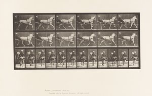 Talíř 611. Klusání; Sulky; Grey Mare, Katydid od Eadweard Muybridge
