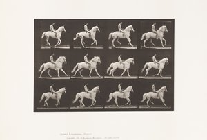 Talíř 617. Canter; Bez sedla; Jezdec, 106, nahý; Bílý kůň Clinton, 1885 od Eadweard Muybridge