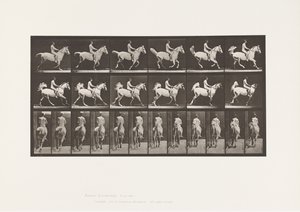 Talíř 622. Canter; Sedlo; Jezdec, 43 let, nahý; šedý kůň Smith, 1885 od Eadweard Muybridge