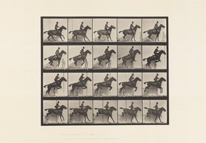 Talíř 638. Skok přes překážku; Sedlo; Bay Horse Daisy od Eadweard Muybridge