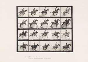 Talíř 640. Skok přes překážku; Sedlo; Bay Horse Daisy od Eadweard Muybridge
