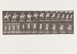 Talíř 647. Skok přes překážku; Bez sedla; Jezdec od Eadweard Muybridge
