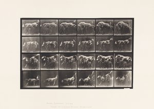 Talíř 648. Skákání přes tři koně; A,B; Sršeň kaštanový od Eadweard Muybridge