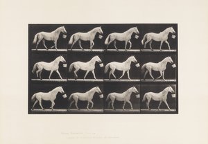 Talíř 650. Chůze s vědrem v ústech; Světle šedý kůň od Eadweard Muybridge