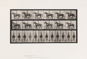 Talíř 654. Chůze; Sedlo; Kulhavý, pravá přední noha; Koňská kůže od Eadweard Muybridge